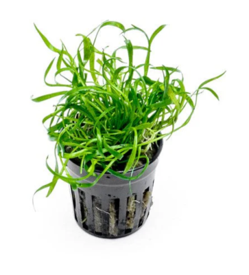 Лилеопсис Новозеландский, в горшке